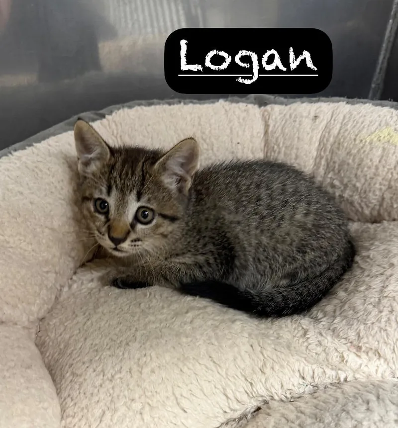 A baby small-sized male Domestic Short Hair cat named Logan for adoption in Maumelle, AR