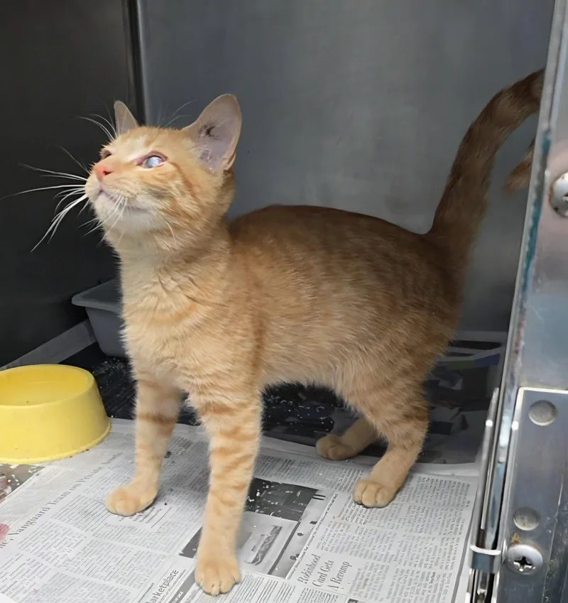 A young medium-sized male Domestic Short Hair cat named Sargento for adoption in Magnolia Springs, AL