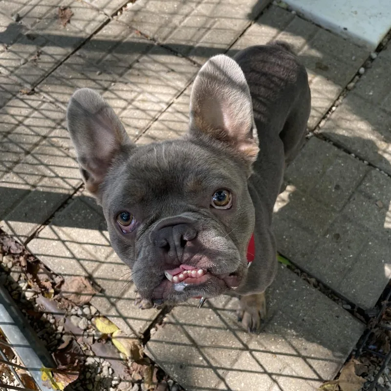 A young medium-sized male Brown / Chocolate French Bulldog dog named Gucci for adoption in Madison, WI