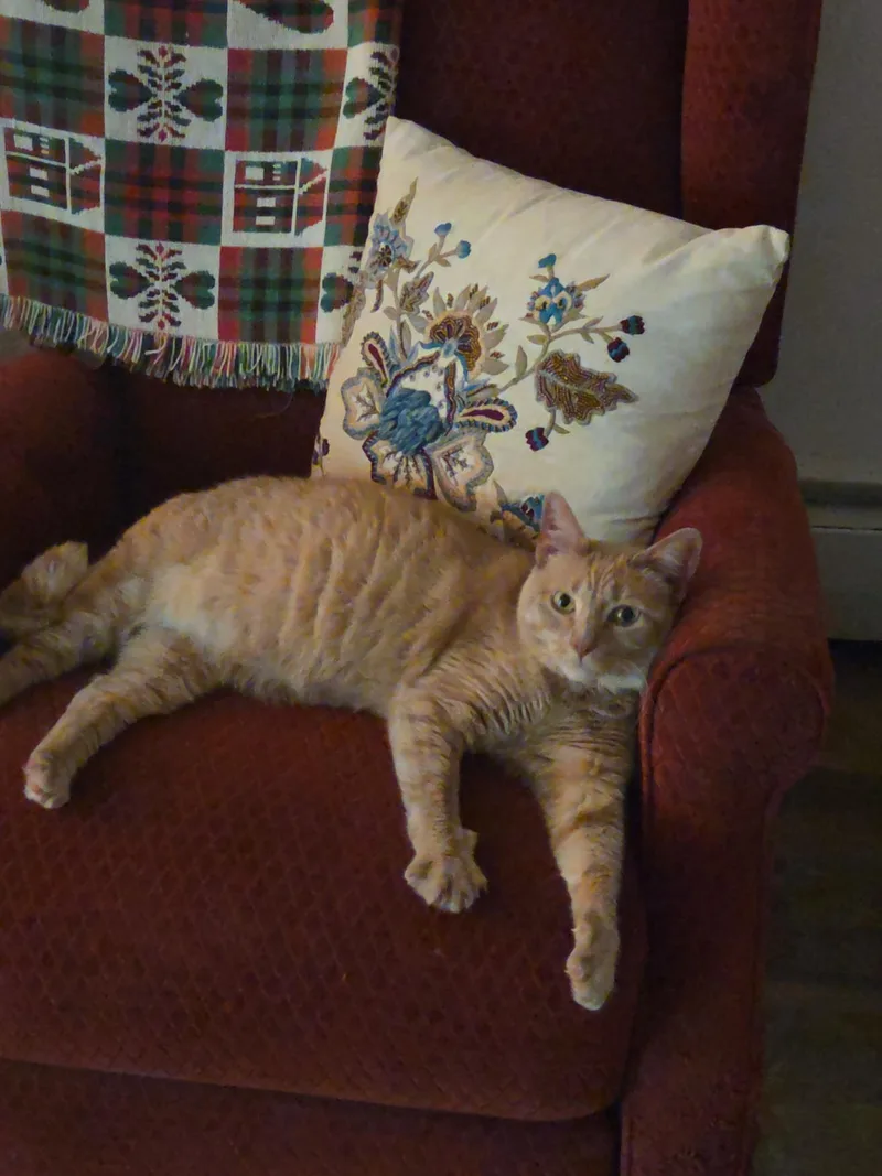 A young medium-sized female Domestic Short Hair cat named Jacklyn for adoption in Bronx, NY