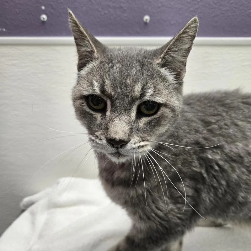 A senior large-sized male Gray / Blue / Silver American Shorthair cat named Stray Hold Dorian for adoption in Albuquerque, NM