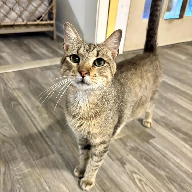 An adult medium-sized female Brown / Chocolate Domestic Short Hair cat named Momento for adoption in Carencro, LA