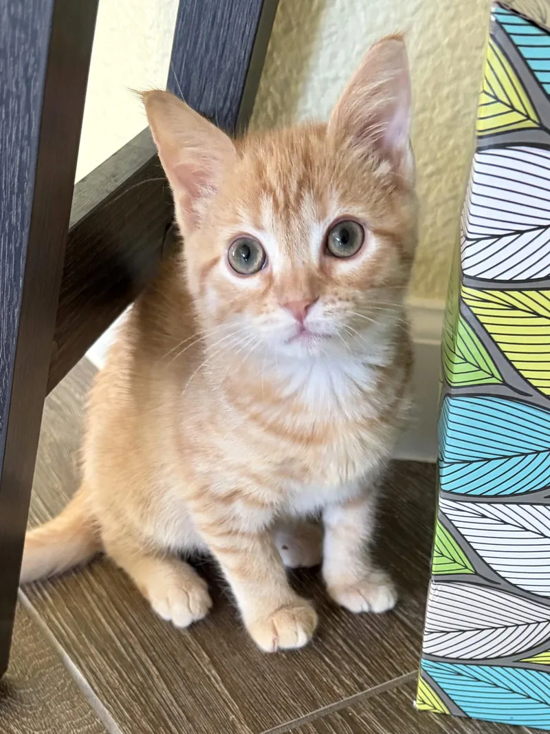 A baby medium-sized male Tabby cat named Evander for adoption in Plano, TX