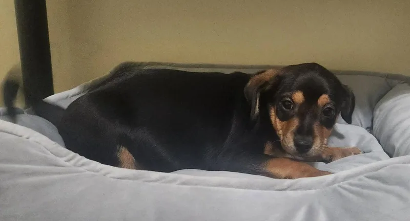 A baby medium-sized male Dachshund dog named Victor for adoption in Royal Palm Beach, FL