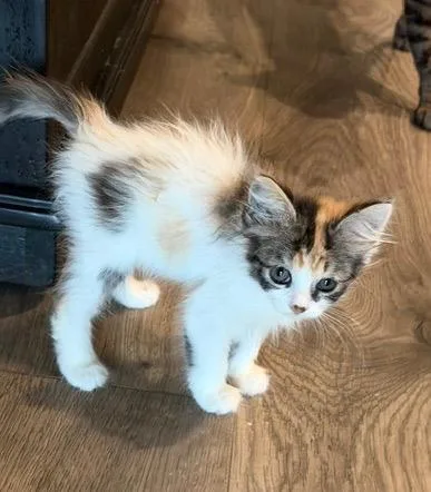 A baby medium-sized male Calico cat named Zizi for adoption in San Antonio, TX