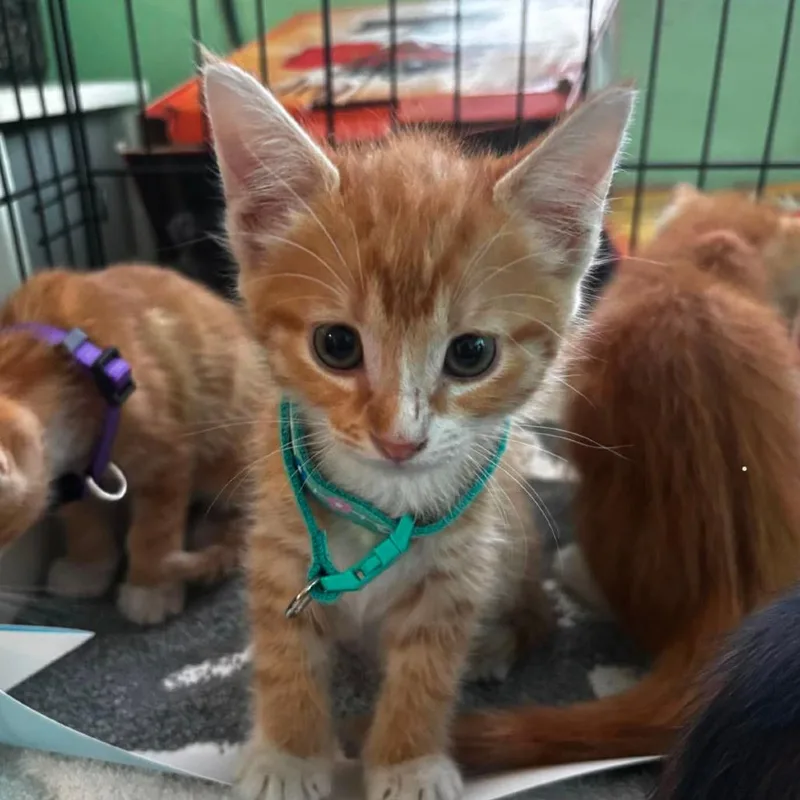 A baby small-sized female Orange / Red Domestic Short Hair cat named Lyra for adoption in Tampa, FL
