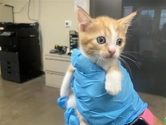 A baby small-sized female Domestic Short Hair cat named Lemon for adoption in San Antonio, TX
