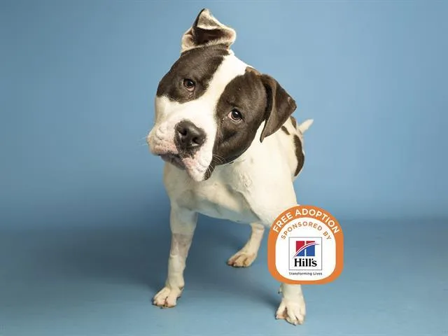A young large-sized male American Staffordshire Terrier dog named Oreo for adoption in Phoenix, AZ