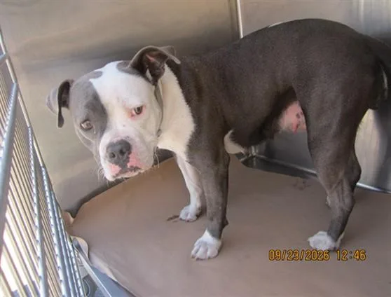 An adult large-sized female Pit Bull Terrier dog named Hope for adoption in Los Angeles, CA