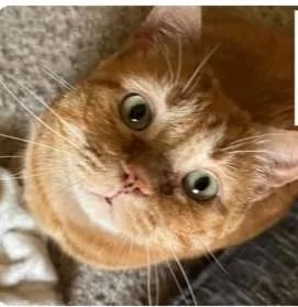 An adult small-sized female Domestic Short Hair cat named Honey for adoption in Beatrice, NE