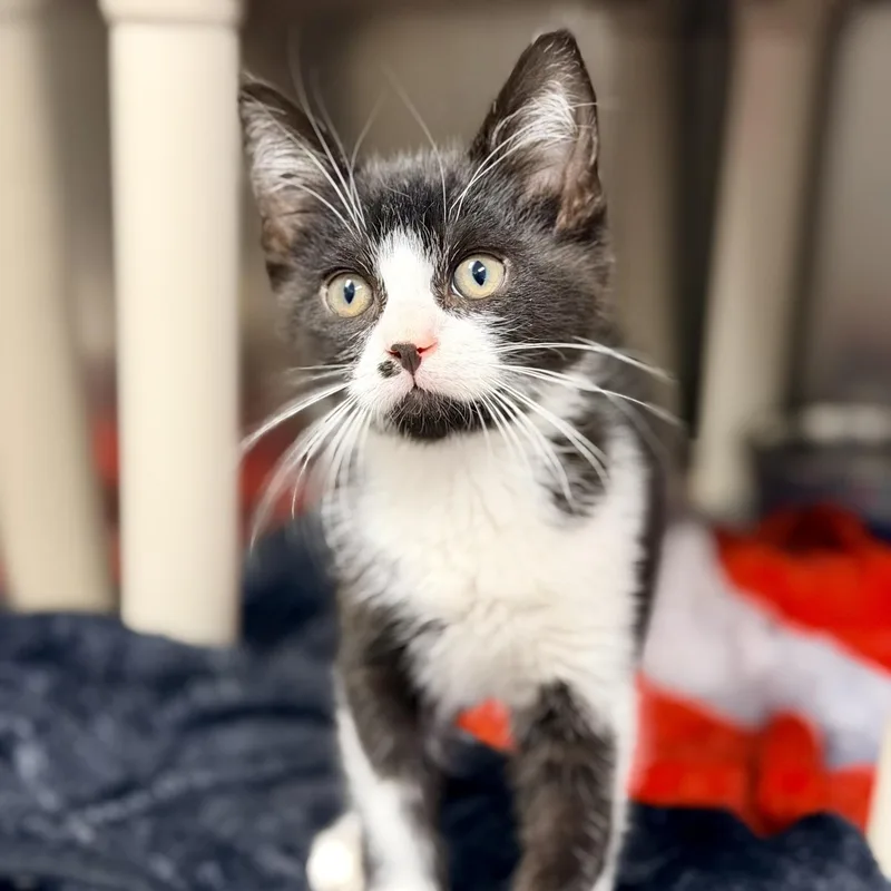 A baby medium-sized male Black & White / Tuxedo Domestic Medium Hair cat named Hashbrown for adoption in Manahawkin, NJ