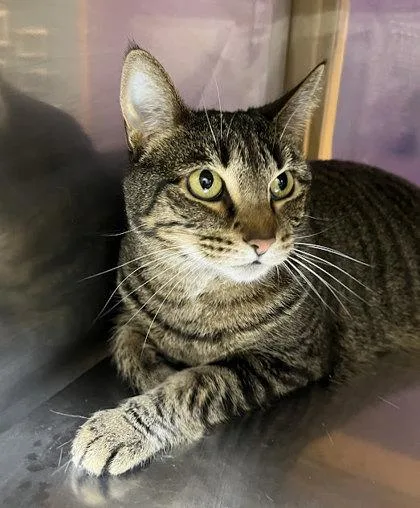 An adult large-sized female Brown / Chocolate Domestic Short Hair cat named Daisy for adoption in Kansas City, MO