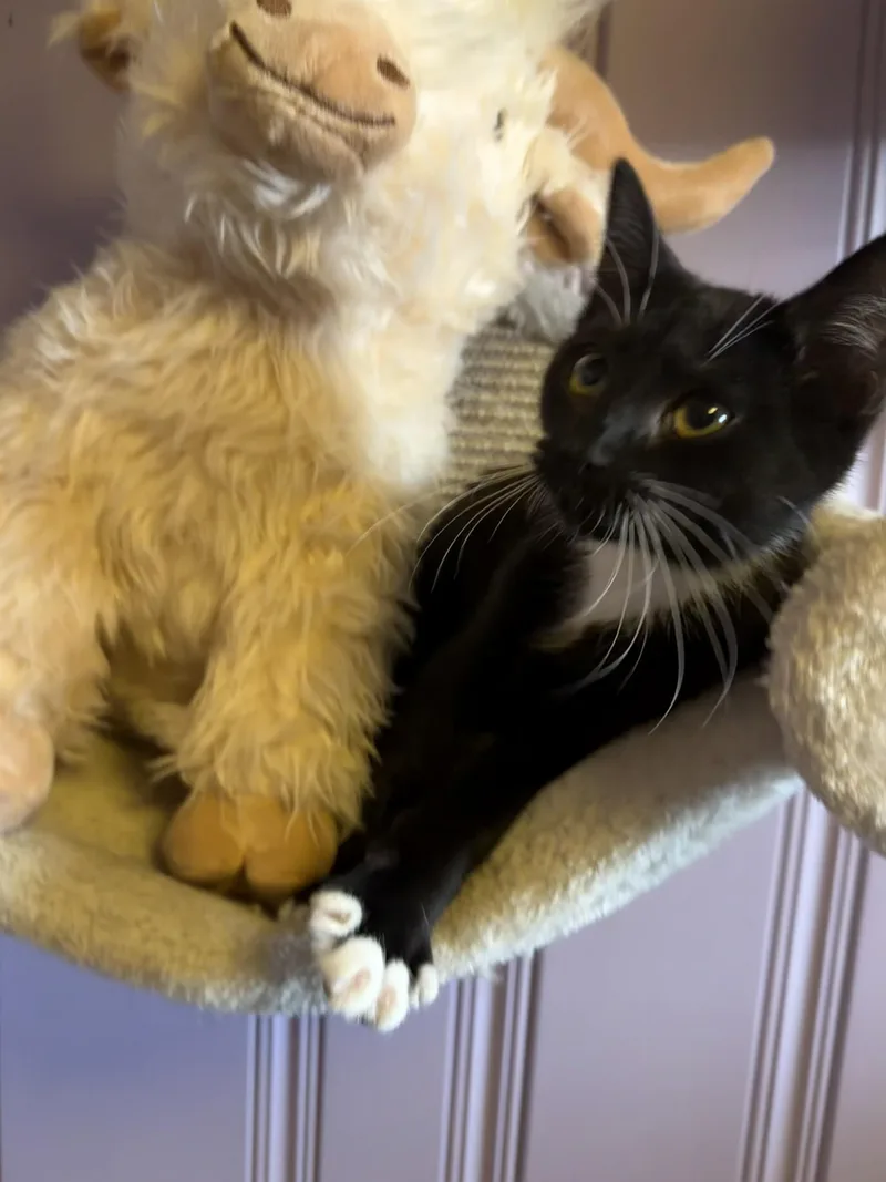 A baby medium-sized male Domestic Short Hair cat named Lightening for adoption in West Pittston, PA