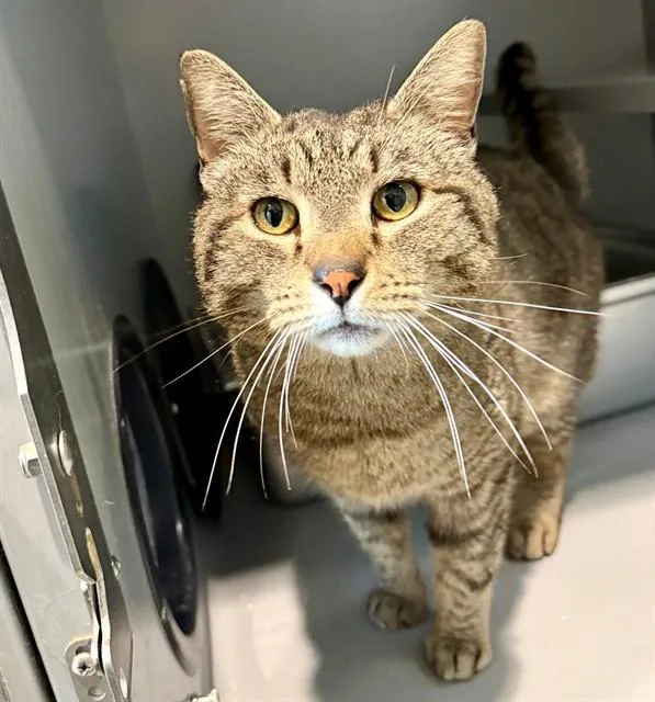 An adult medium-sized male Domestic Short Hair cat named Sammy for adoption in Leesburg, VA