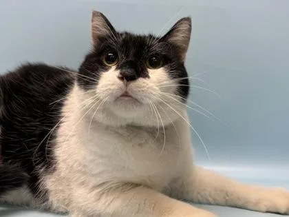 An adult small-sized male Domestic Short Hair cat named Jack for adoption in Golden Valley, MN