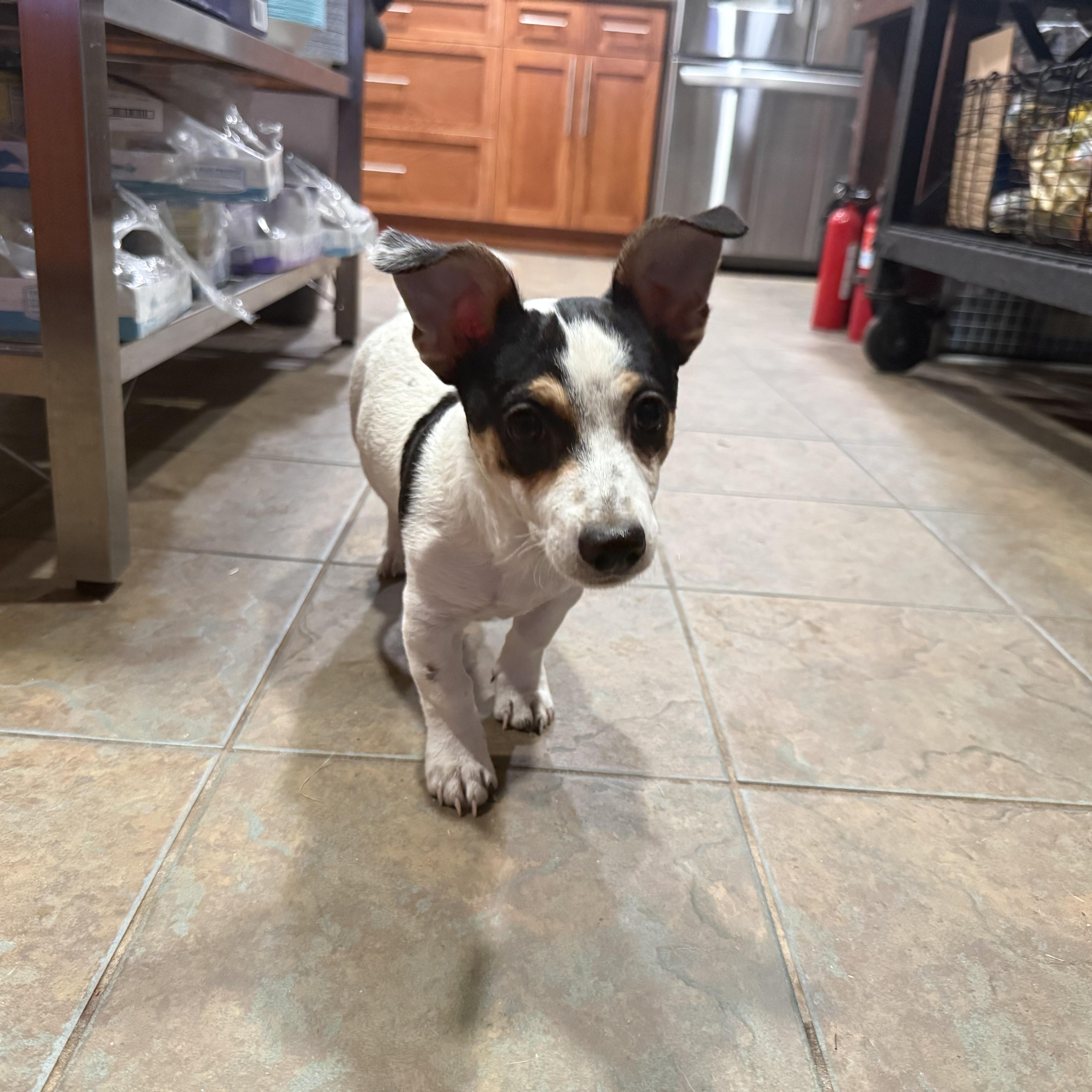 A baby small-sized male Merle (Blue) Chihuahua dog named Mickey for adoption in citrus heights, CA