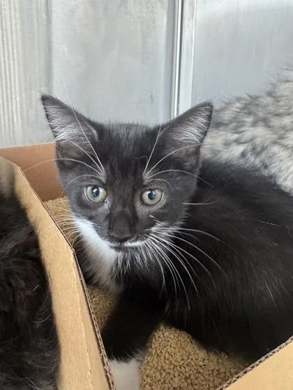 A baby small-sized female Domestic Short Hair cat named Corn Bread for adoption in West Chester, PA