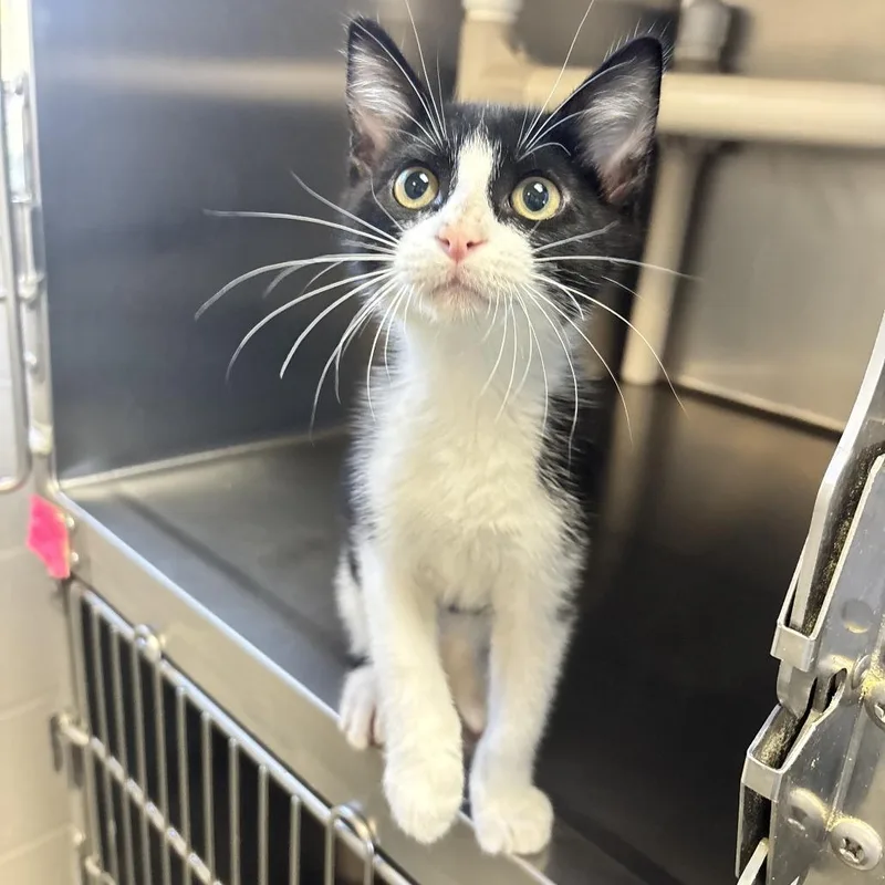 A baby small-sized male Black Domestic Short Hair cat named Daniel San for adoption in Carencro, LA