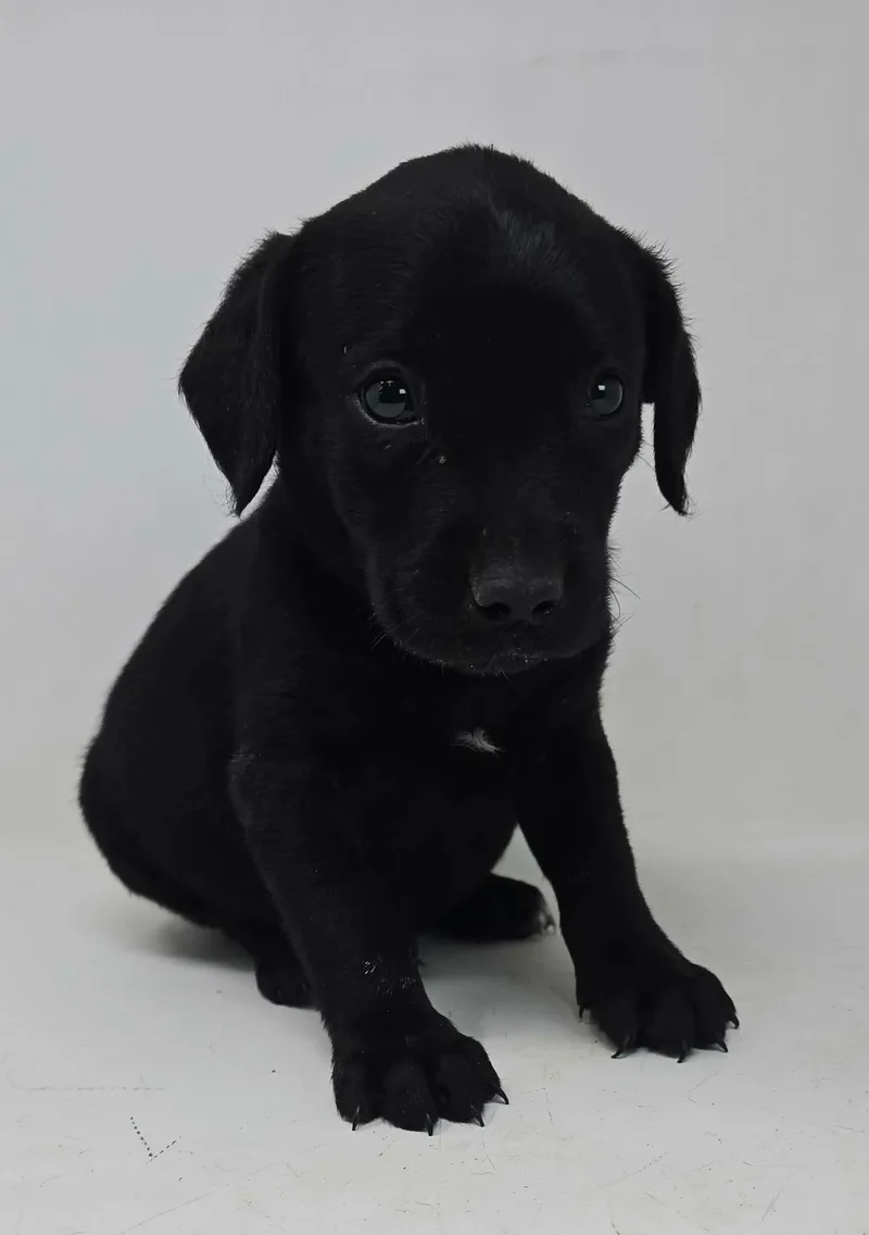 A baby medium-sized male Black Labrador Retriever dog named Winning Colors for adoption in New York, NY