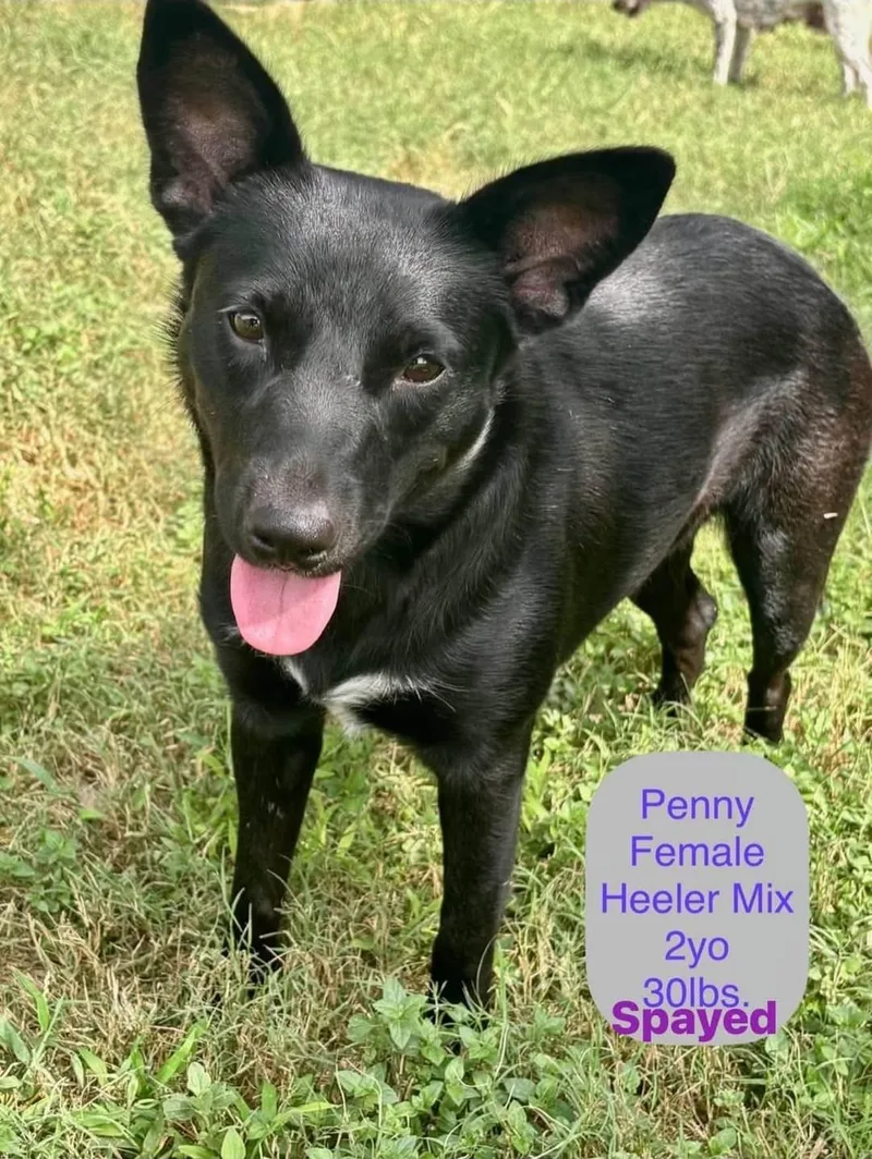 A young small-sized female Black Australian Cattle Dog / Blue Heeler dog named Penny for adoption in Paramus, NJ