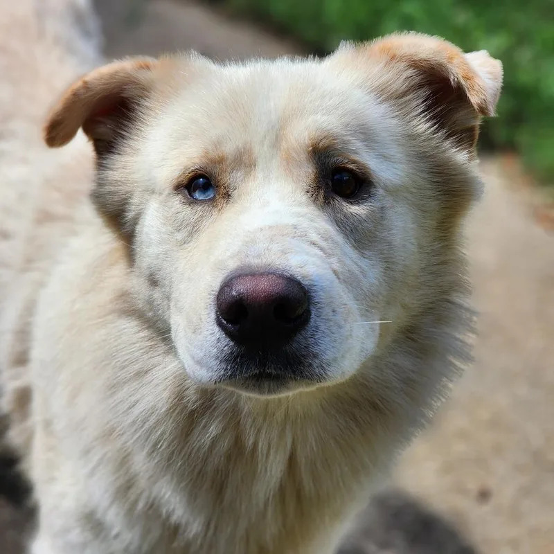 An adult medium-sized male White / Cream Husky dog named Sebastian for adoption in Montgomery, AL