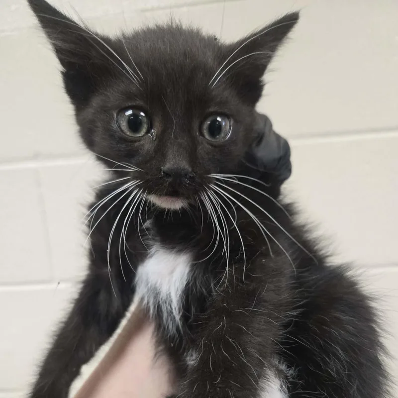 A baby small-sized male Black Domestic Medium Hair cat named Chamomile for adoption in Reno, NV