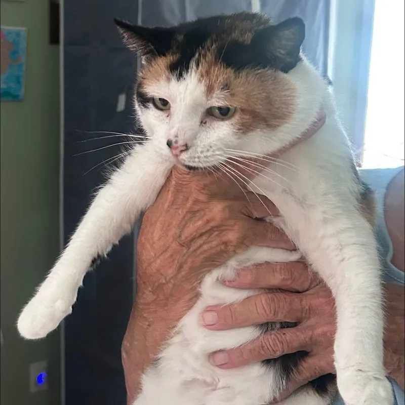 An adult large-sized female Calico cat named Cleo for adoption in Cumberland , VA