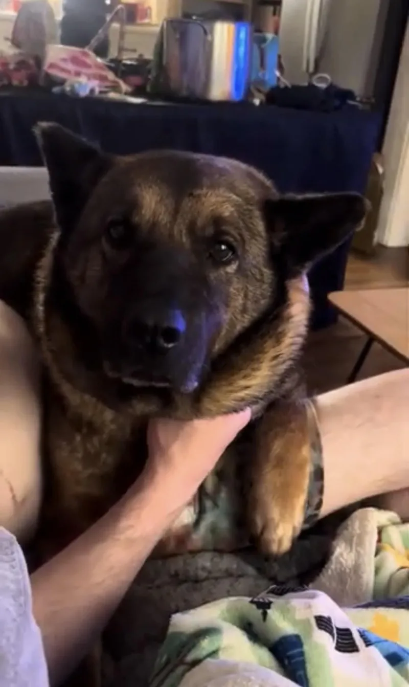 An adult large-sized female Bicolor Akita dog named Ladybug for adoption in Chicago, IL