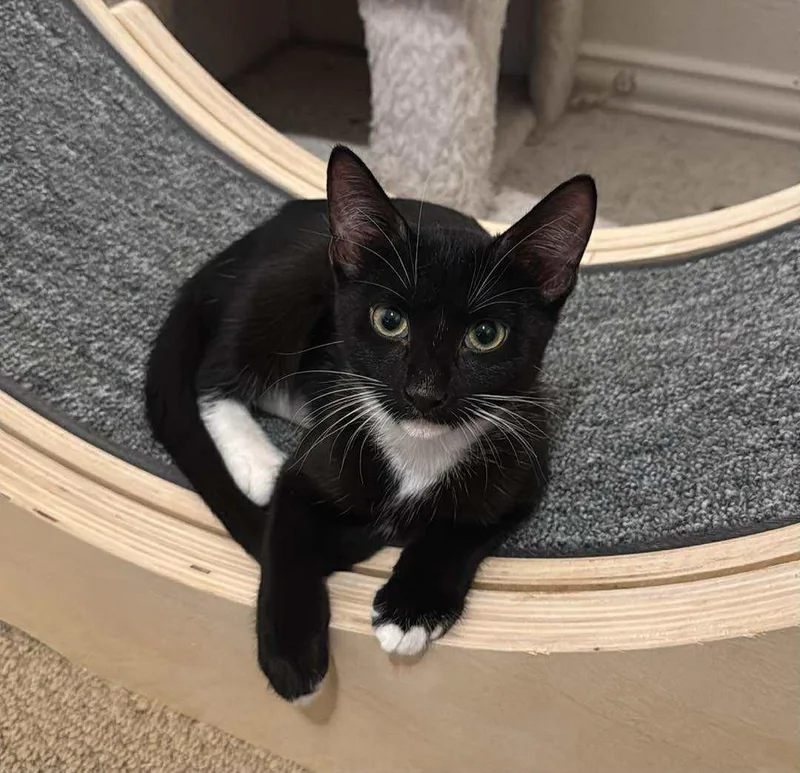A young medium-sized female Black & White / Tuxedo Domestic Short Hair cat named Stella for adoption in Allen, TX