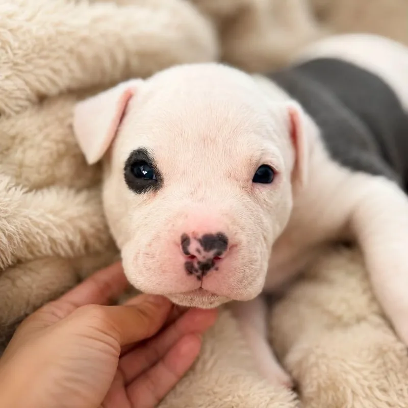 A baby large-sized male White / Cream Mixed Breed dog named Louis Chewton for adoption in Cranston, RI