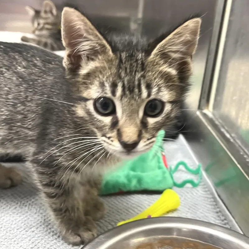 A baby small-sized male Brown / Chocolate Domestic Short Hair cat named Linguini for adoption in Long Beach, CA