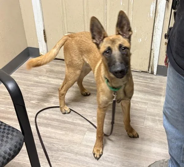 A young medium-sized male Belgian Shepherd / Sheepdog dog named Everest for adoption in Oceanside, CA