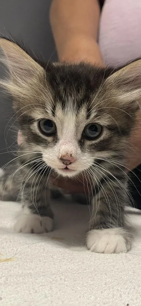 A baby small-sized male Domestic Short Hair cat named Coco for adoption in Aurora, CO