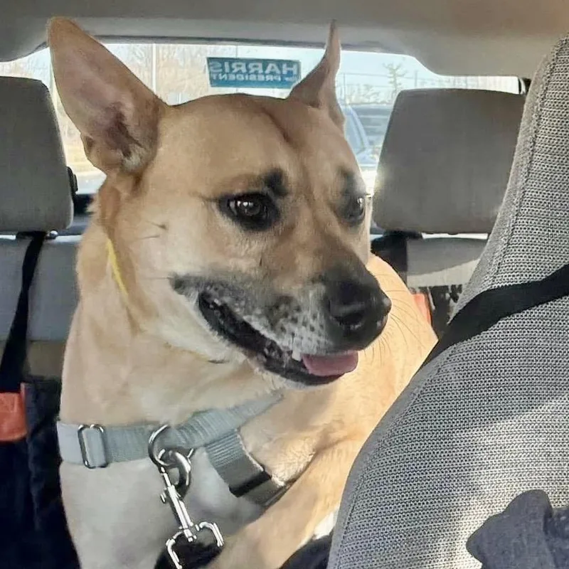 An adult medium-sized male White / Cream Mixed Breed dog named Memphis for adoption in Asheville, NC