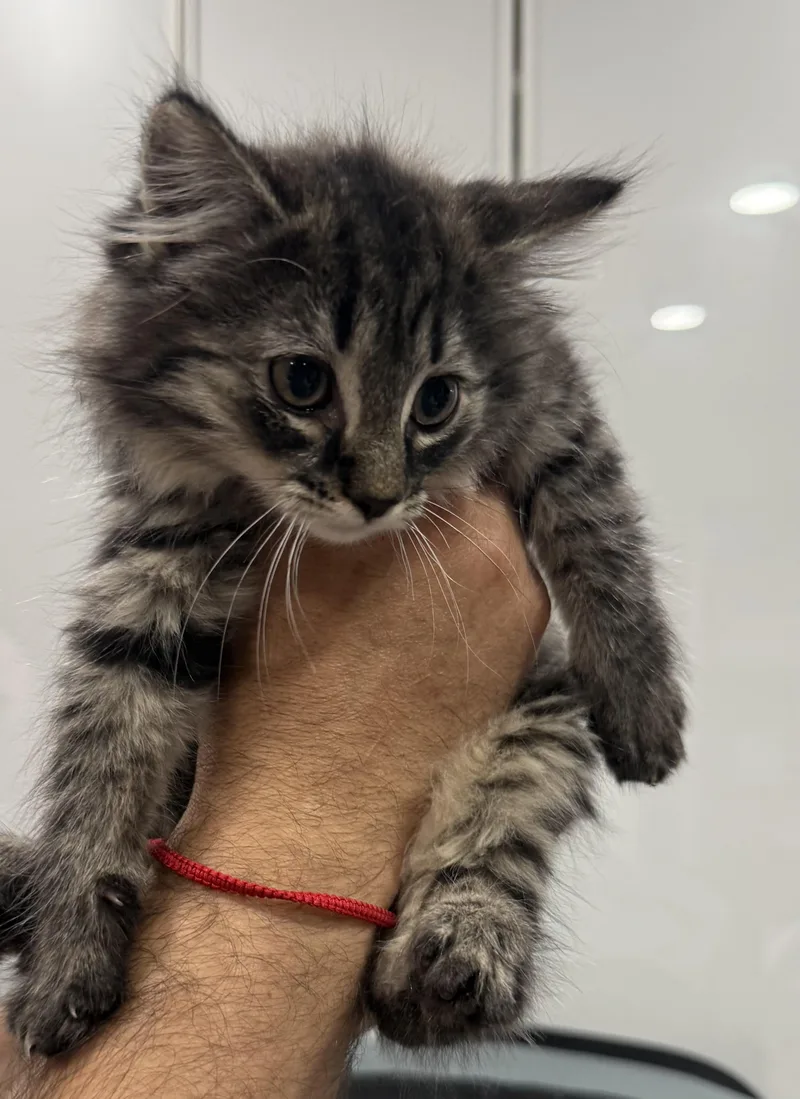 Fluffy