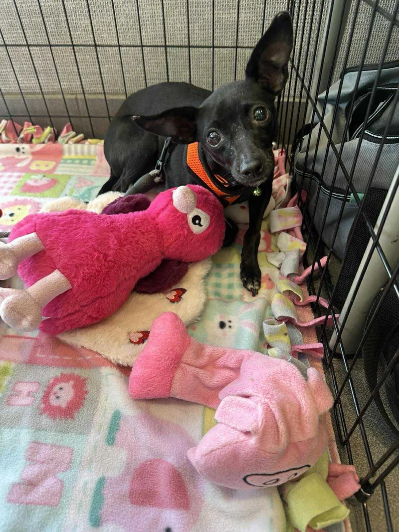 Collette thumbnail 3