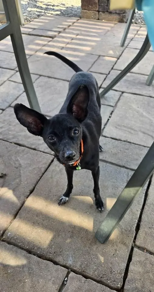 Collette thumbnail 4