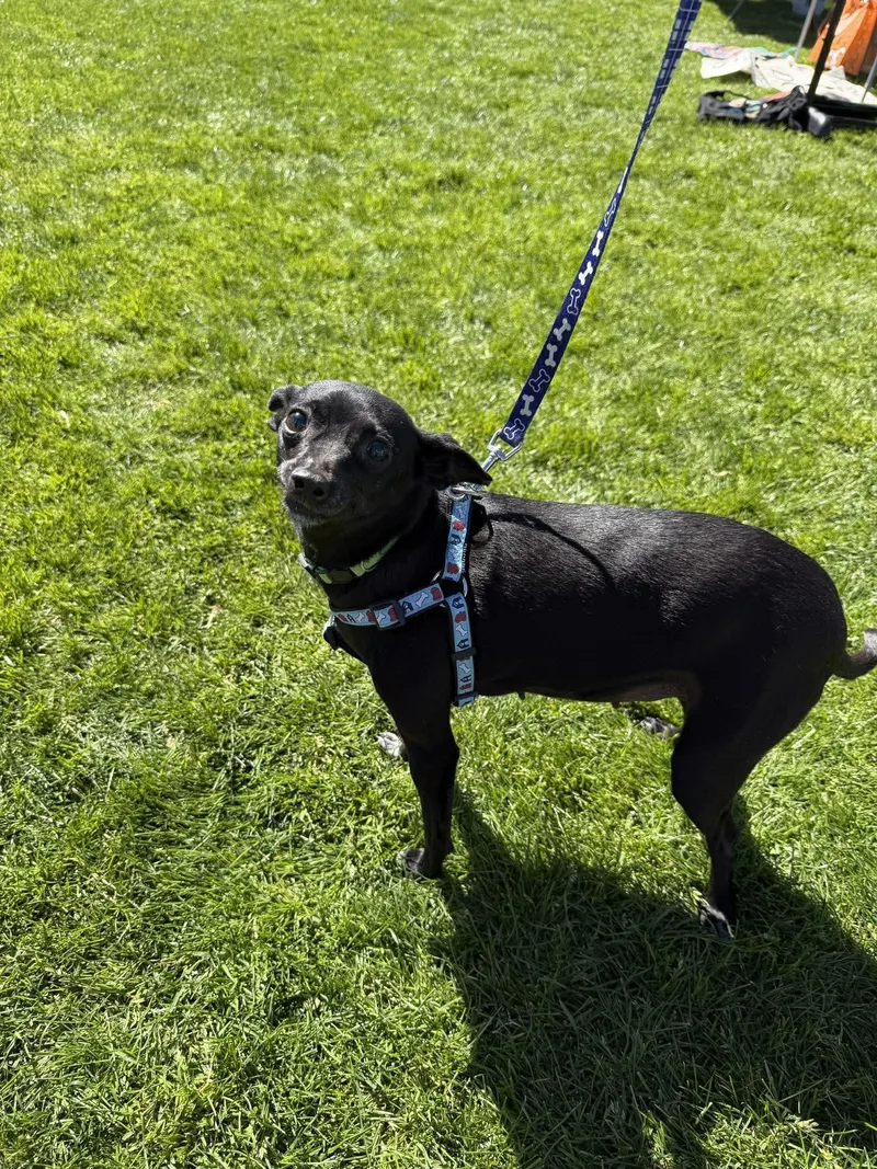 Collette thumbnail 5