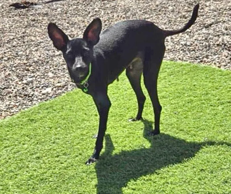 Collette thumbnail 6