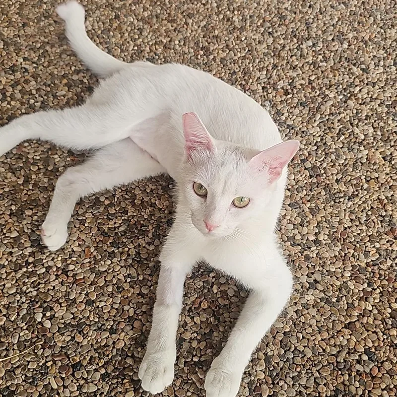 A young medium-sized female White American Shorthair cat named Pearl for adoption in Las Vegas, NV