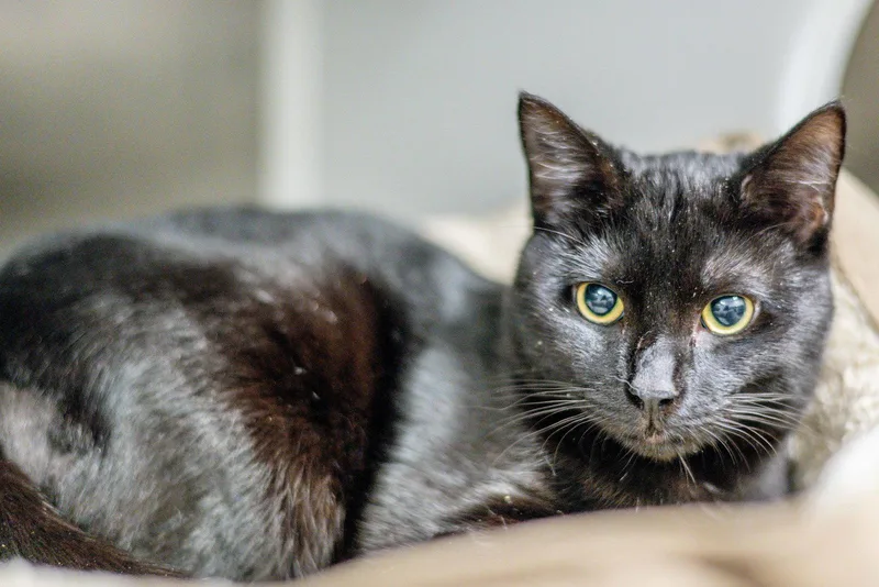 A young medium-sized male Black Domestic Short Hair cat named Esquire for adoption in Hilton Head Island, SC