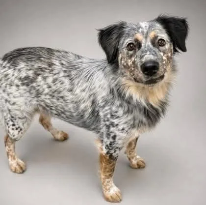 A young medium-sized male Bicolor Australian Shepherd dog named Blue Boy for adoption in Verona, NJ