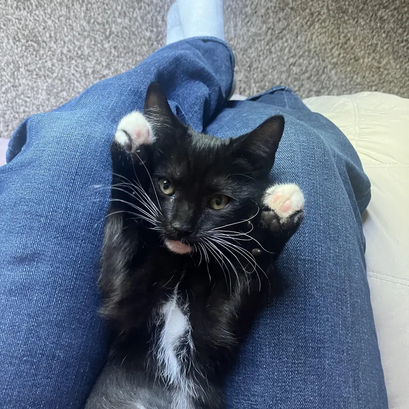A baby medium-sized female Black & White / Tuxedo Domestic Short Hair cat named Irene for adoption in Hillsboro, OR