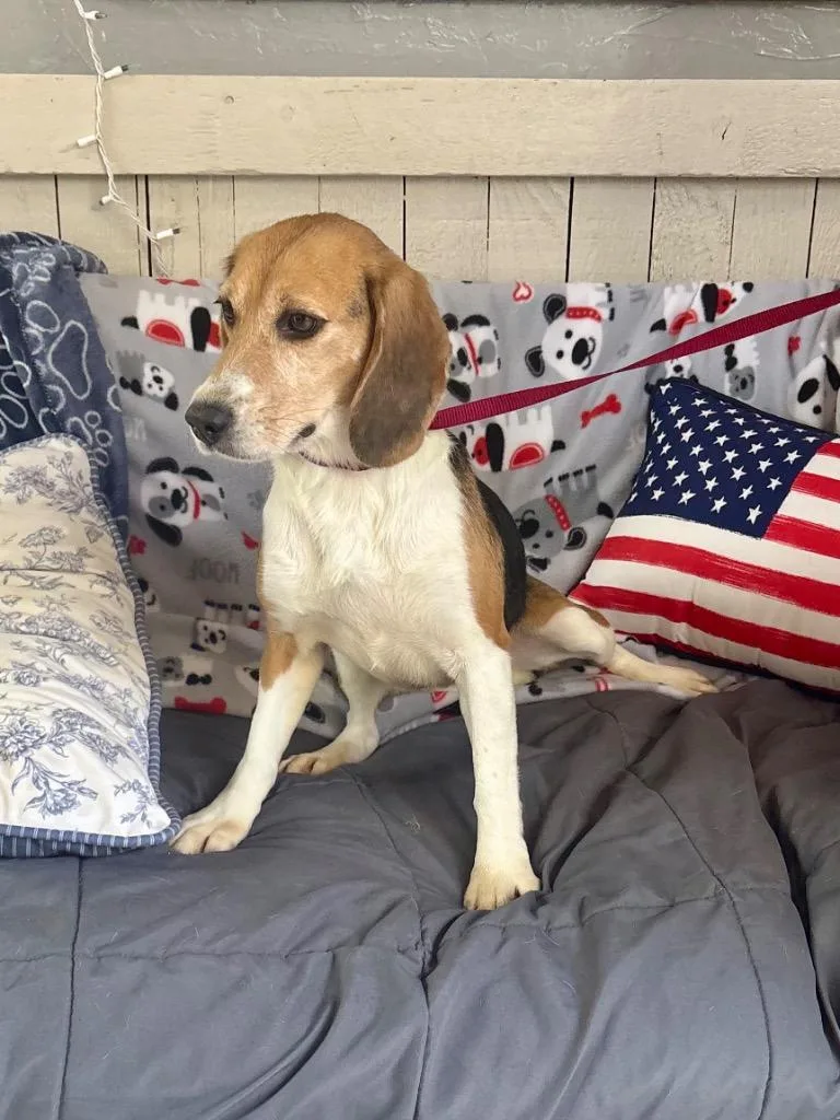 An adult medium-sized female Beagle dog named Blue Bonnet for adoption in Fort Worth, TX