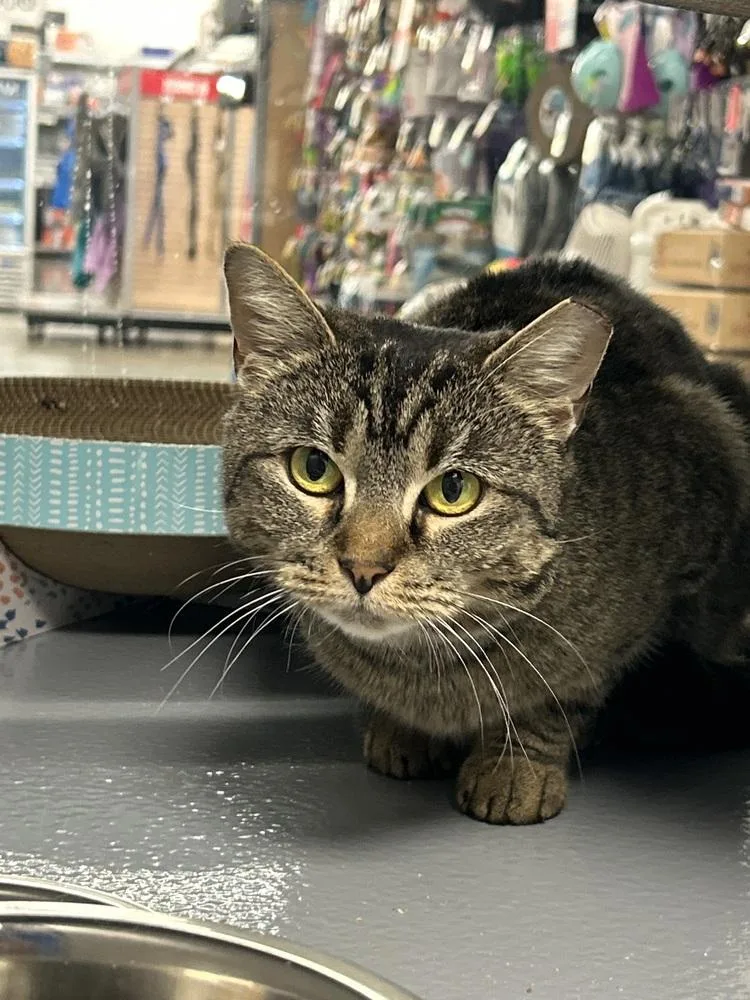 An adult medium-sized female Tabby (Brown / Chocolate) Domestic Short Hair cat named Pinecone for adoption in East hartford, CT