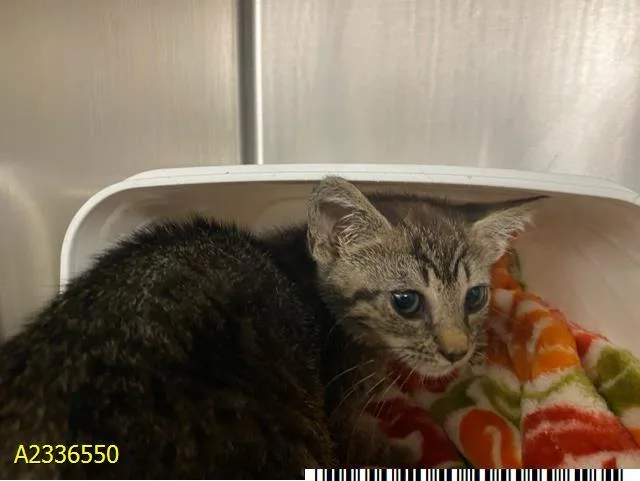 A baby small-sized female Domestic Short Hair cat named Angie for adoption in West Palm Beach, FL