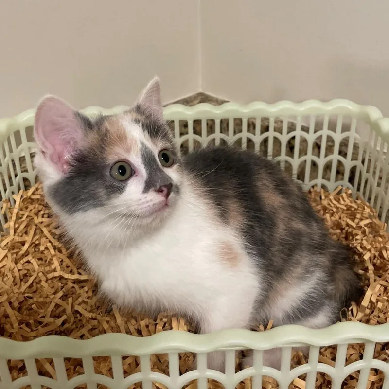 A baby small-sized female Gray / Blue / Silver Domestic Short Hair cat named Kahlua for adoption in Pittsburgh, PA