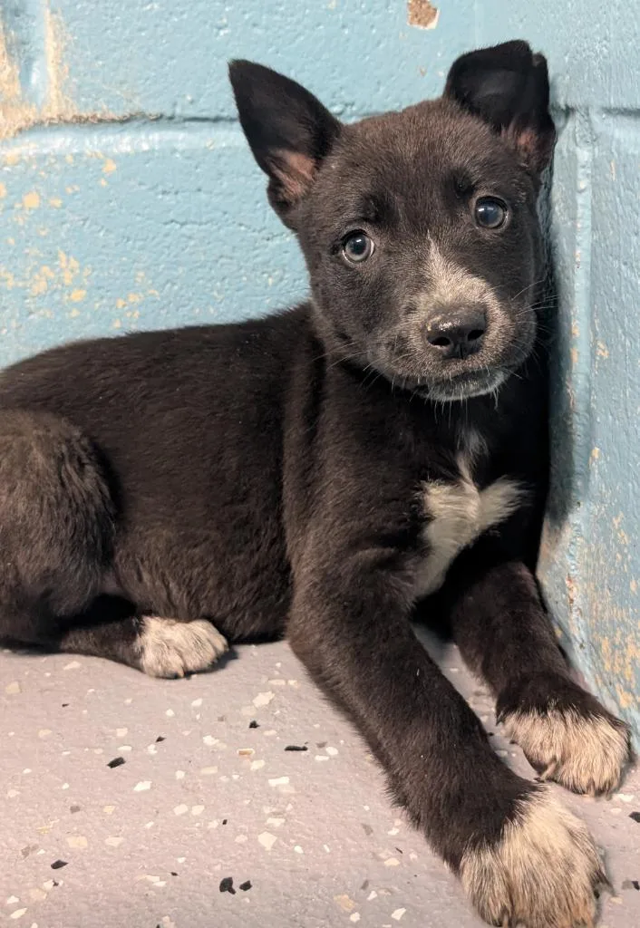A baby medium-sized female Husky dog named Nala for adoption in Seven Points, TX