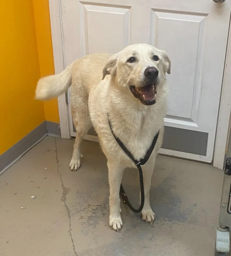 An adult extra large-sized male Labrador Retriever dog named Aslyn for adoption in Bryant, AR