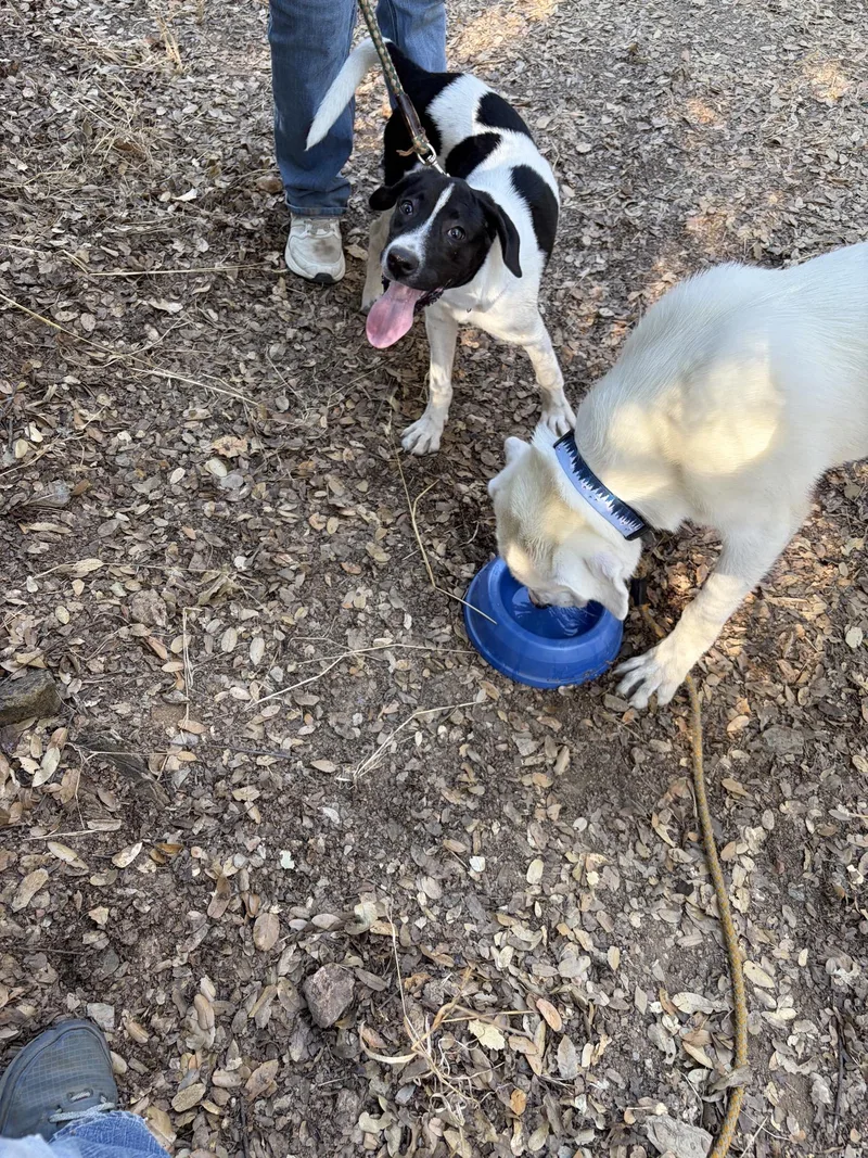 A baby large-sized male White / Cream Labrador Retriever dog named Blake for adoption in Sonora, CA